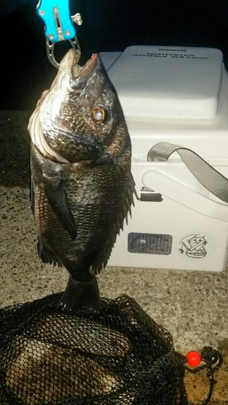 くろねこ流紀州釣りに挑戦！！